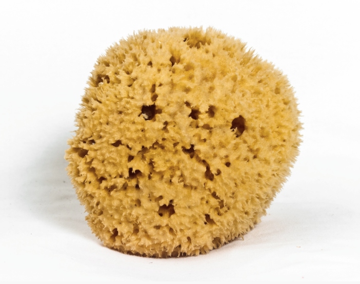 Meeka honeycomb sea sponge